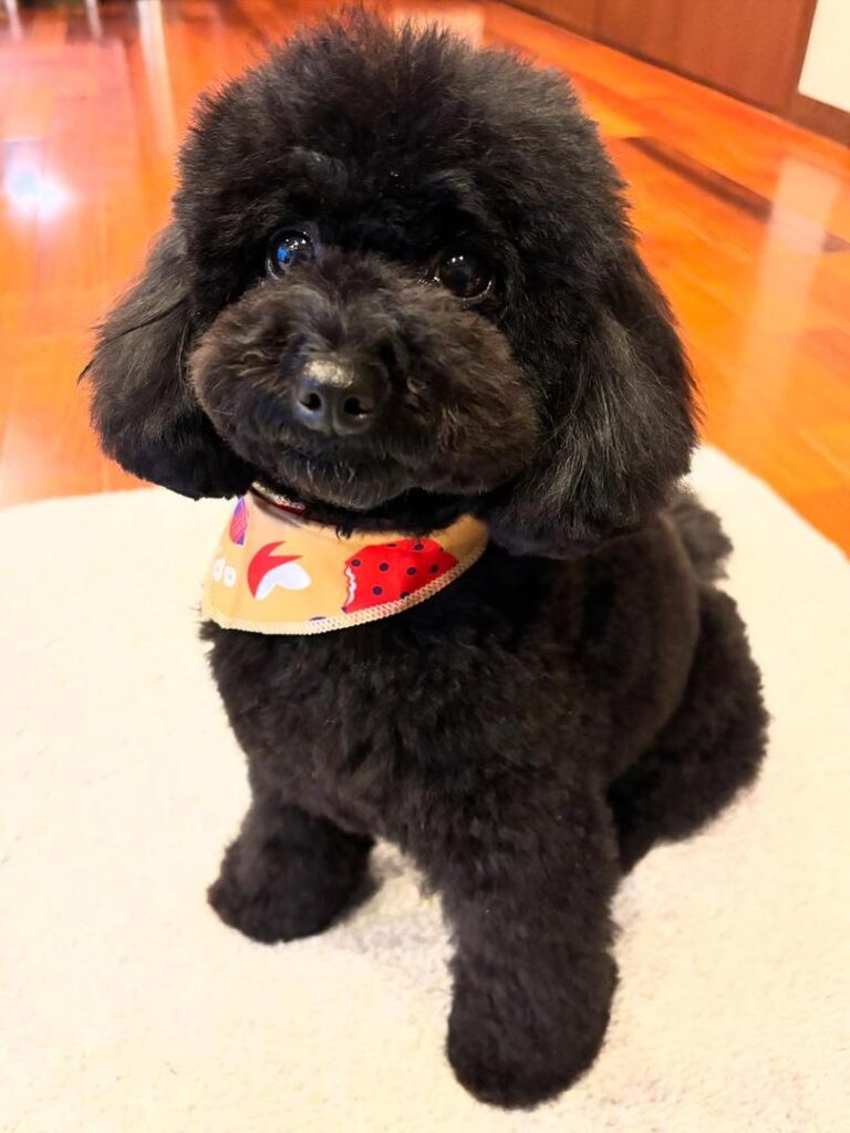 Available Rescue whatsapp image 2026 05 22 at 01.36.56 (1)