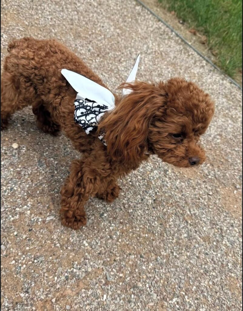 Available Rescue whatsapp image 2026 05 22 at 01.55.48