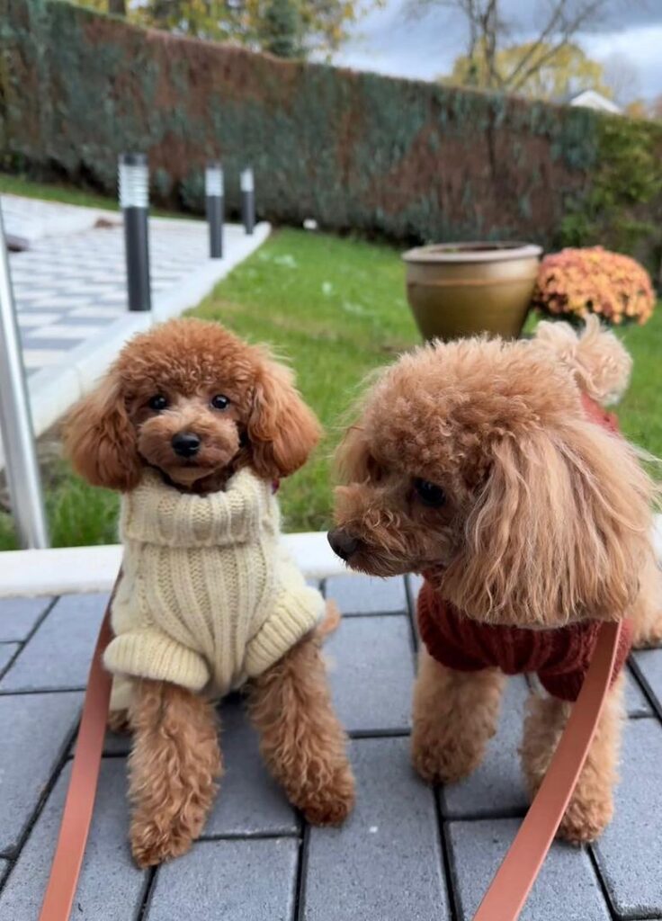 Available Rescue whatsapp image 2026 05 22 at 02.11.48 (1)