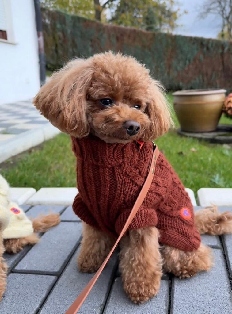 Available Rescue whatsapp image 2026 05 22 at 02.11.49