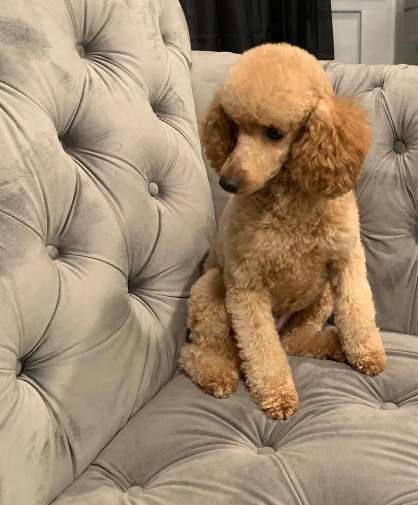 Available Rescue whatsapp image 2026 05 22 at 02.31.23