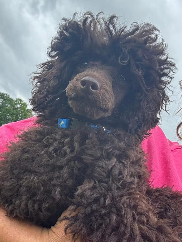 Available Rescue whatsapp image 2026 05 23 at 03.26.18