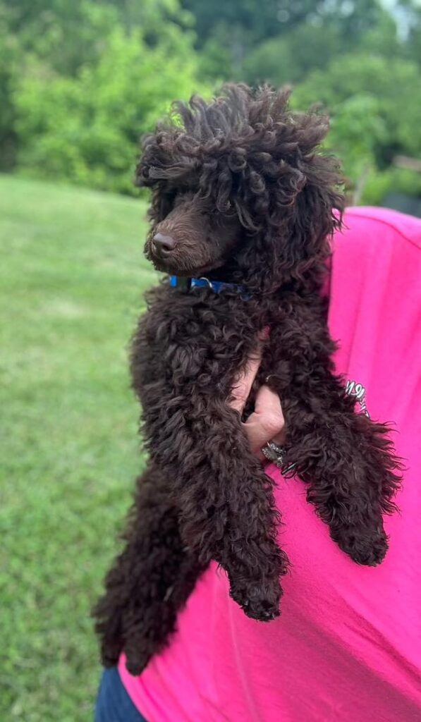 Available Rescue whatsapp image 2026 05 23 at 03.26.19