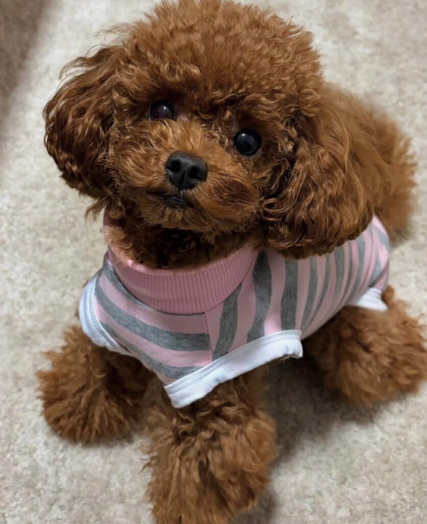 Available Rescue whatsapp image 2026 05 23 at 03.32.11 (1)