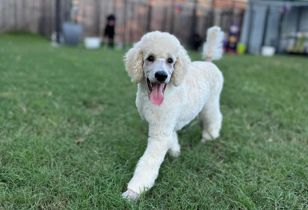 Available Rescue whatsapp image 2026 05 28 at 01.27.18