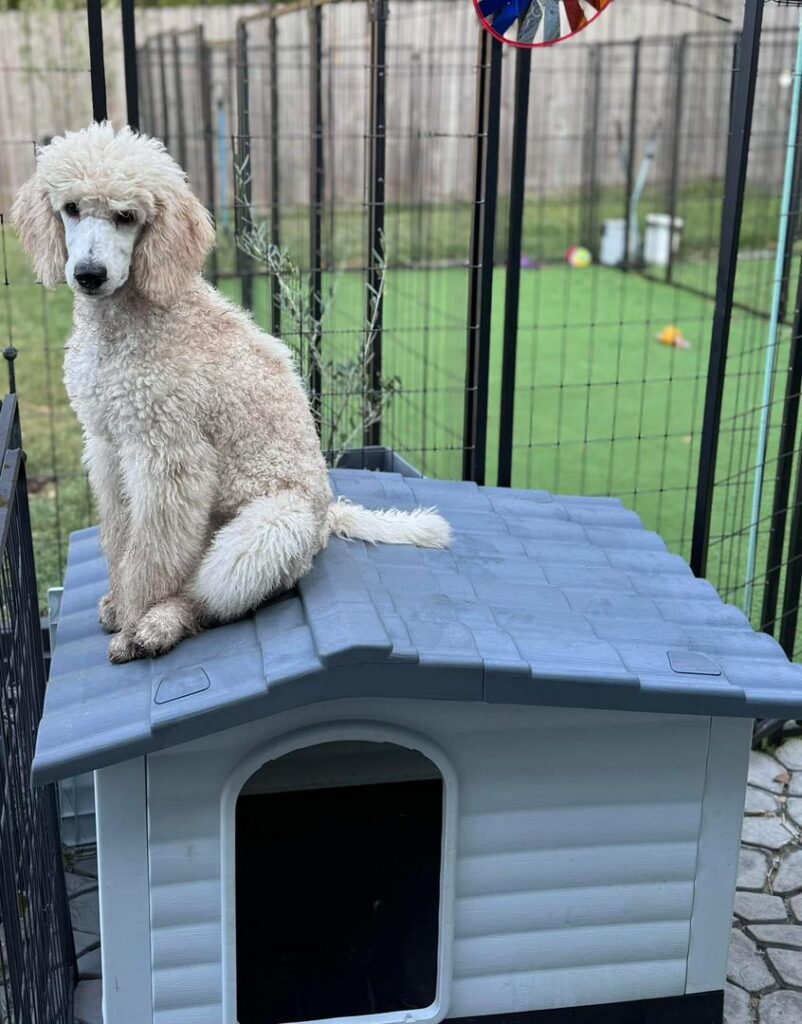Available Rescue whatsapp image 2026 05 28 at 01.27.19