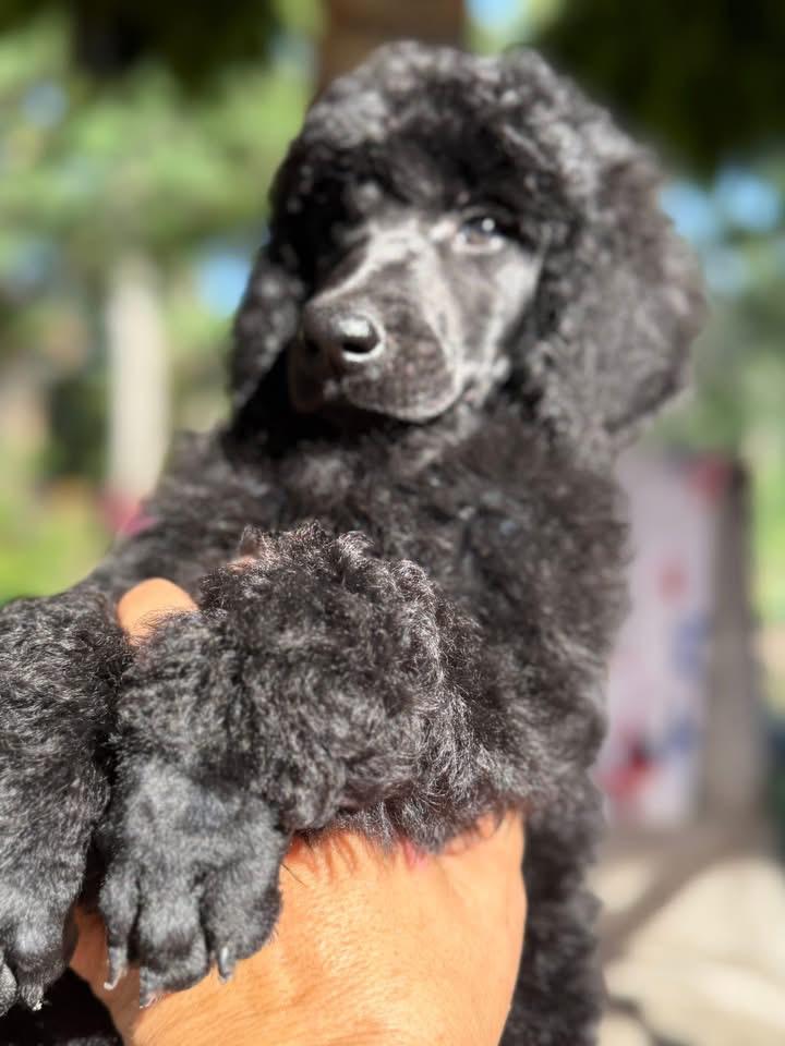 Available Rescue whatsapp image 2026 05 28 at 01.35.09 (1)